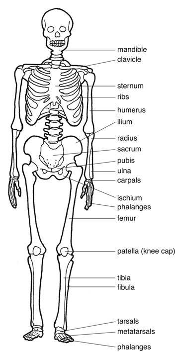 Anterior skeleton diagram