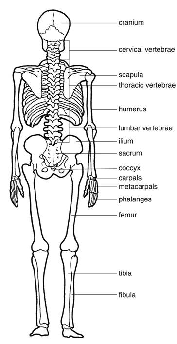 Posterior skeleton diagram