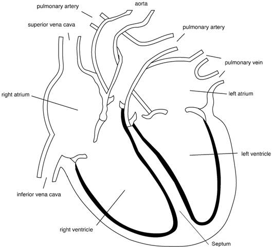 Line diagram of the cross section of the heart
