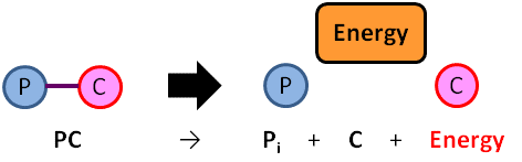 Diagram showing breakdown of Phosphocreatine to release energy.