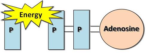 An ATP molecule