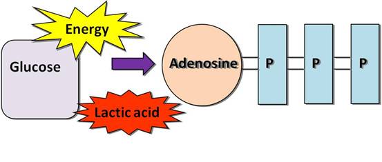 The lactic acid system