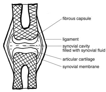 Synovial Or Freely Movable Joints