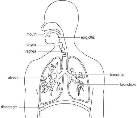 Structure of the respiratory system