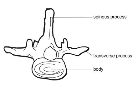 Basic structure of a vertebra