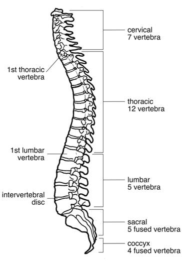 Sections of the Vertebral column