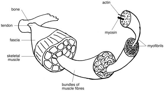 The structure of a muscle