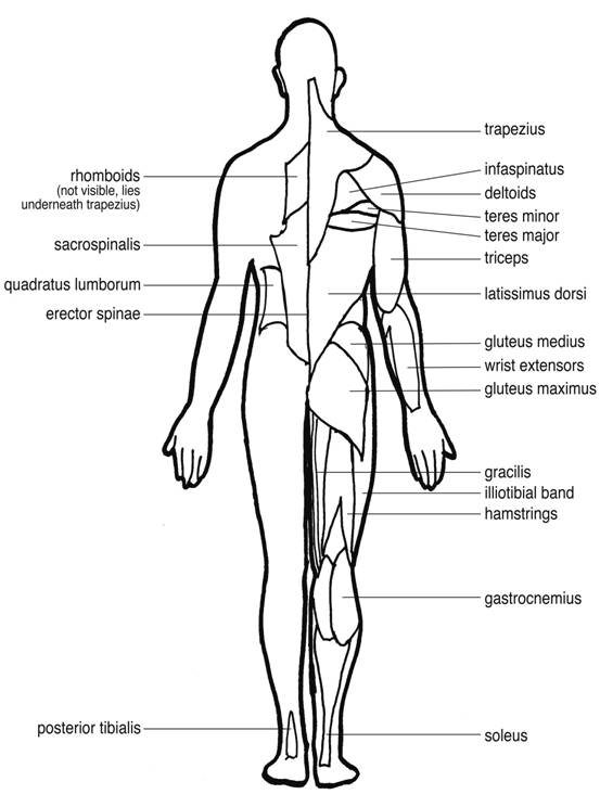 Muscles of the body posterior view